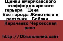 Щенки американского стаффордширского терьера › Цена ­ 20 000 - Все города Животные и растения » Собаки   . Карачаево-Черкесская респ.